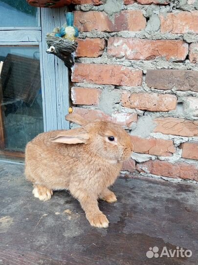 Молодые кролы