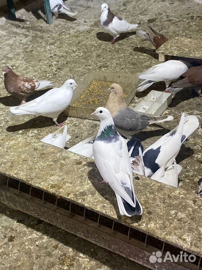Голуби