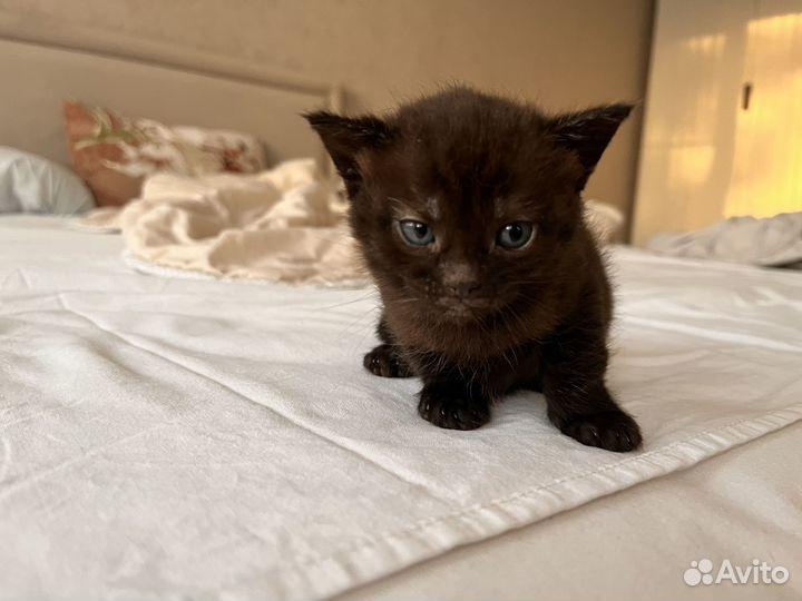 Кошка в дар бесплатно