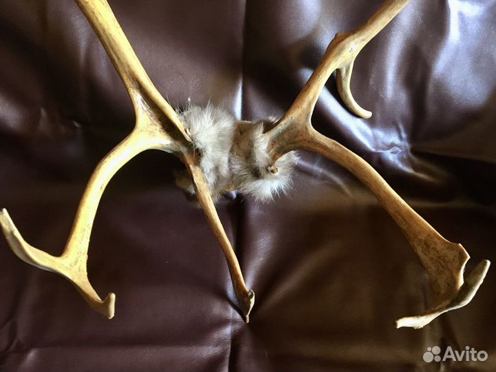 Оленьи рога