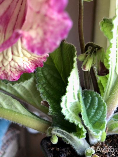 Стрептокарпус сахара, Колумнея красноцветущая