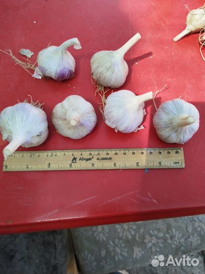 Продам чеснок