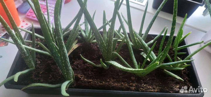 Цветок алоэ вера