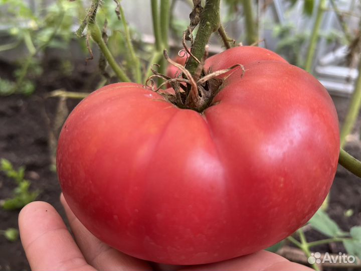 Семена томатов, крупные сорта