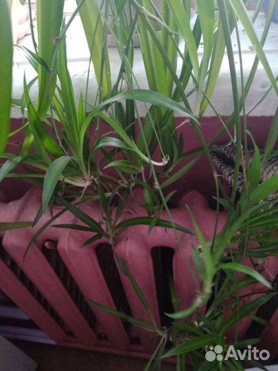 Хлорофитум