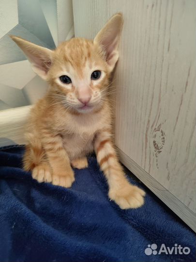 Ориентальные котята