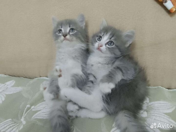 Кошка в дар бесплатно