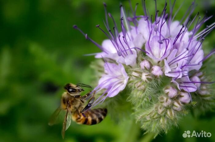 Мед 2024 года Алтайский опт