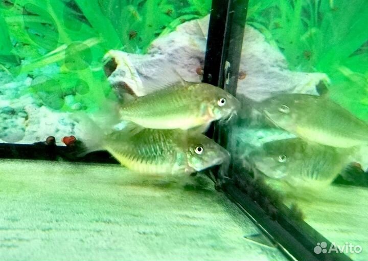 Коридорасы