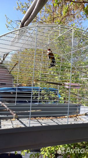 Продаю птицы щеглы