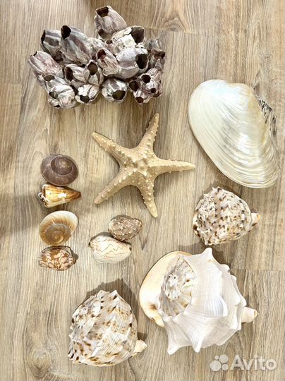 Ракушка морская