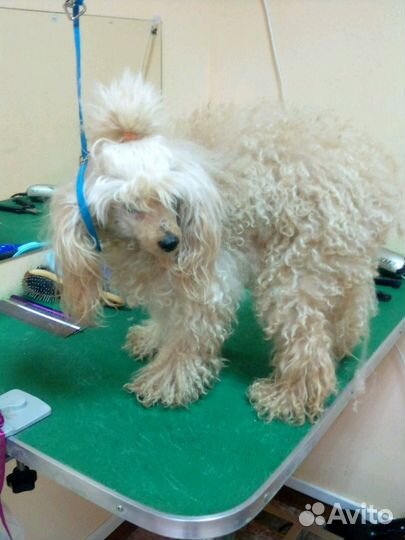 Стрижка животных