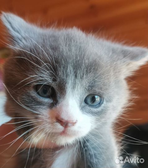 Котята девочки в добрые руки