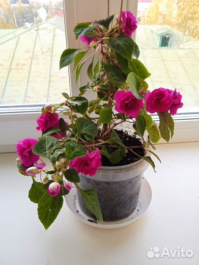 Продам бальзамин
