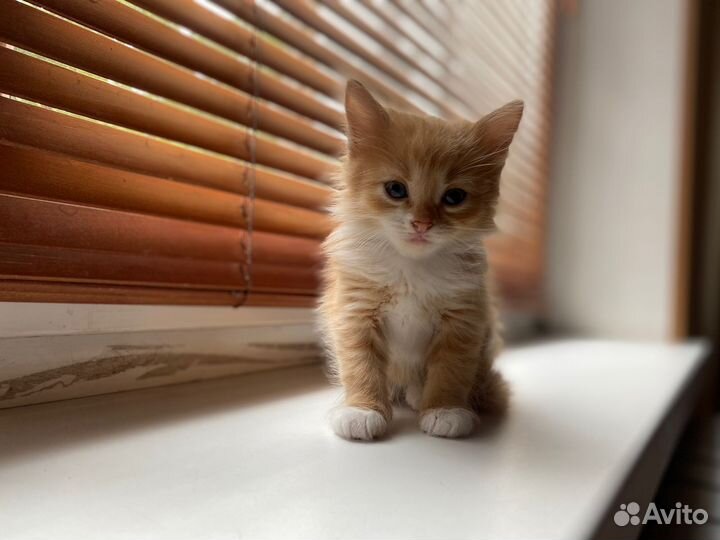 Кошки в добрые руки бесплатно