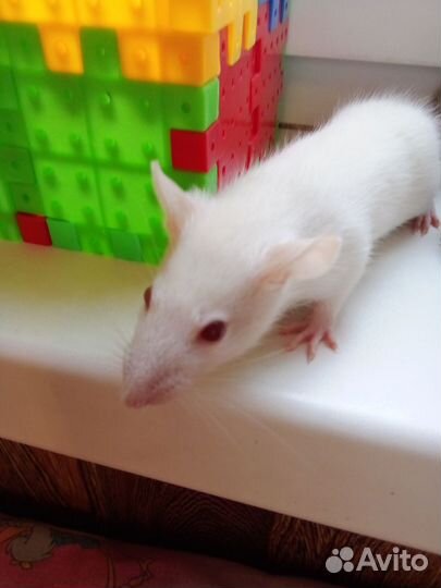 Декоративная крыса Альбинос