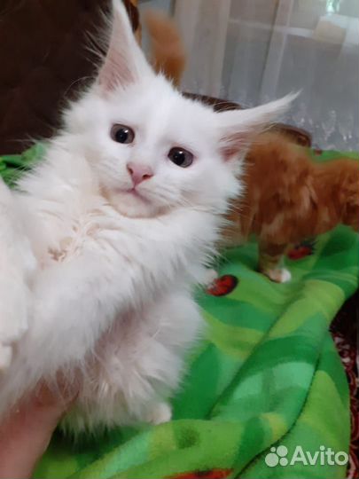 Котята мейн-кун