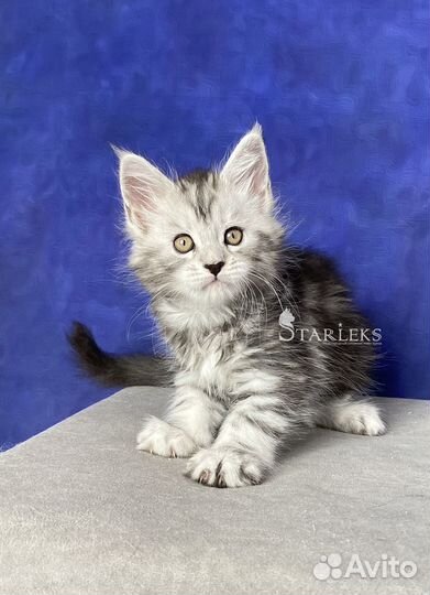 Котята мейн-кун