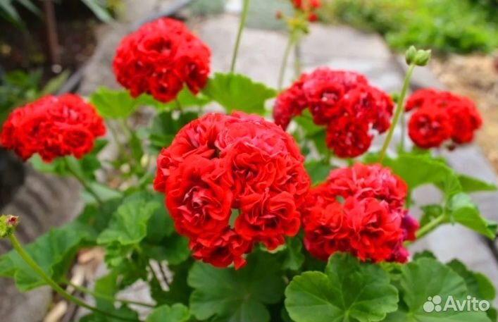 Пеларгония королевская розебудная