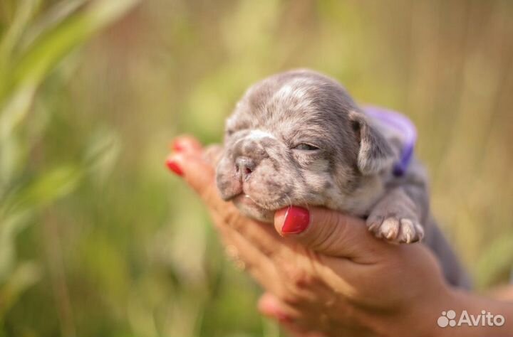 Французский бульдог голубой солид и мерле