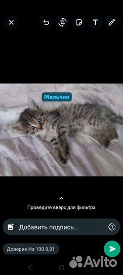 Котята в добрые руки бесплатно
