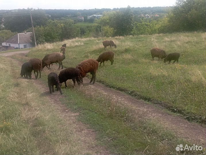 Эдельбаевские ягнята