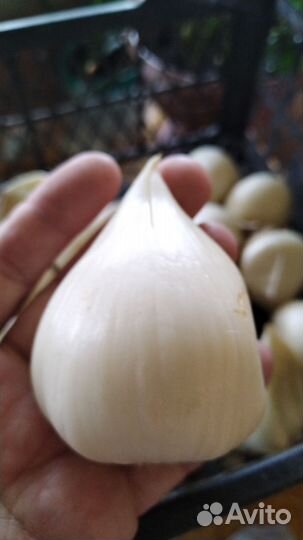 Многолетники садовые