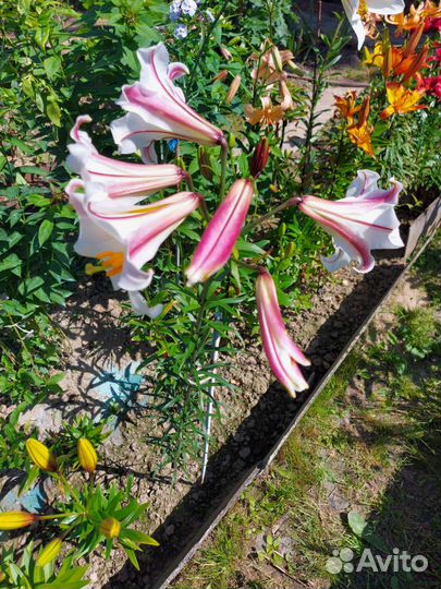 Лилия трубчатая