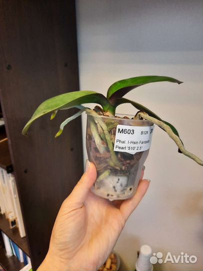 Орхидея фаленопсис I-Hsin Fantastic Pearl '510'