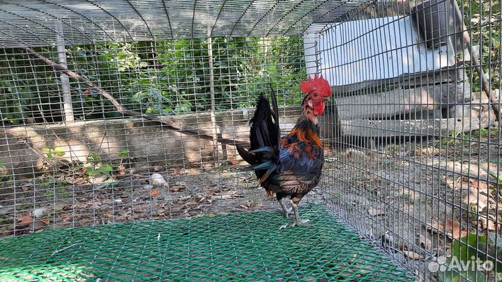Куры петухи