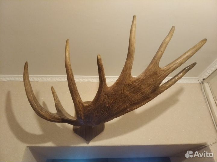 Рога лося на медальоне