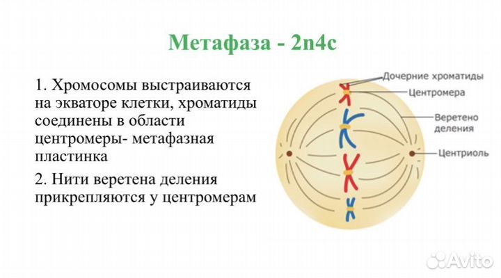 Репетитор по биологии