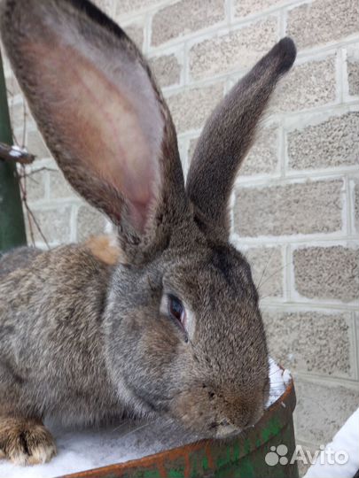 Продам кроликов на племя