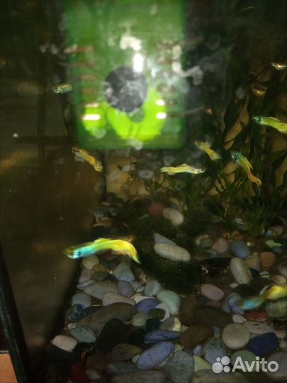 Продам неоновых гупешек