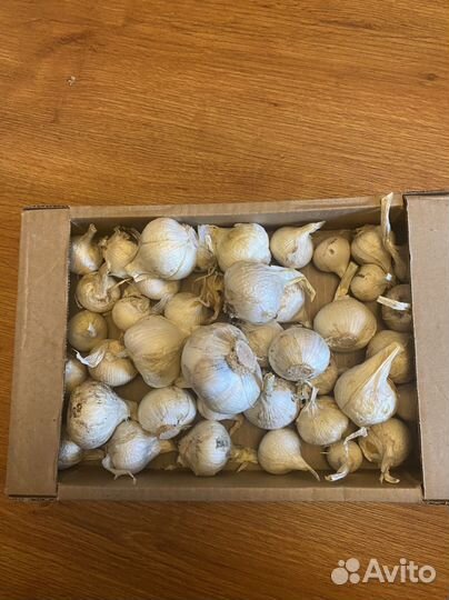 Лукочеснок Рокомболь