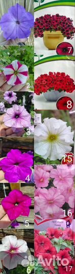 Рассада петунии 10 видов