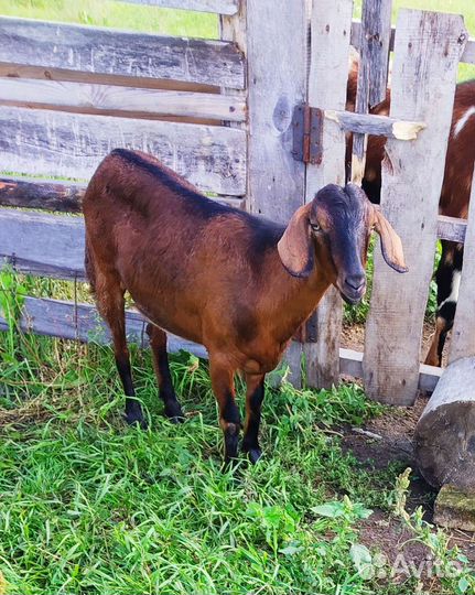 Коза. Козочки. Козлики. Козлик.Обмен