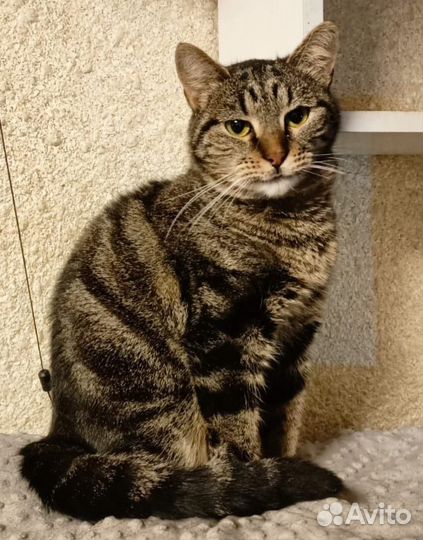 Кошечка Фиона ищет дом