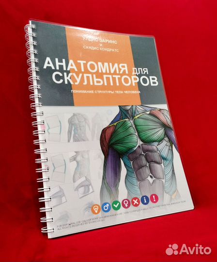 Анатомия для скульпторов