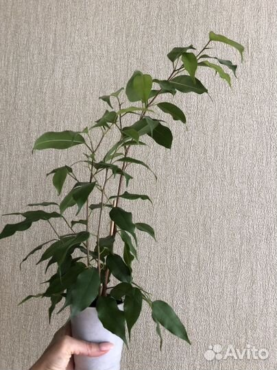 Фикус Бенджамина Danielle