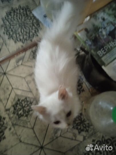 Чисто белая пушистая ласковая ручная кошечка 4 мес