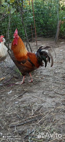 Петухи и куры