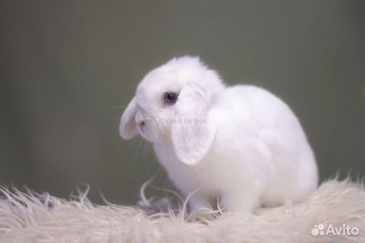 Байкал, минилоп, белый голубоглазый, мальчик