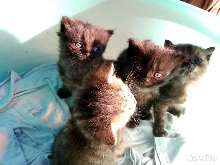 Котята в добрые руки