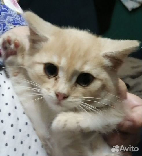 Котенок Персик 3мес бесплатно в добрый дом
