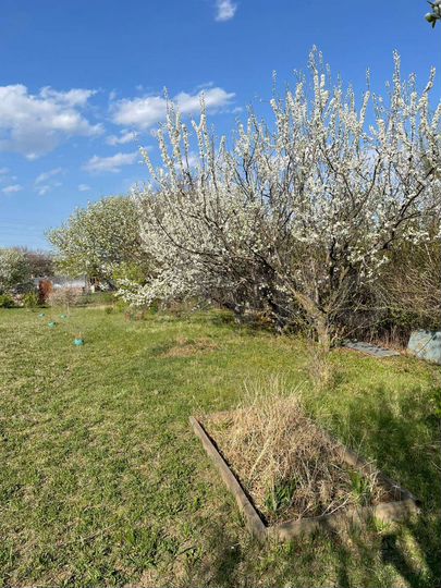 Участок 7 сот. (СНТ, ДНП)