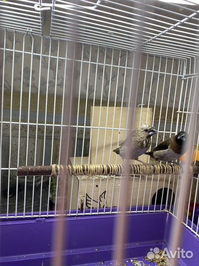 Японская чешуйчатая амадина 2 самца и самка