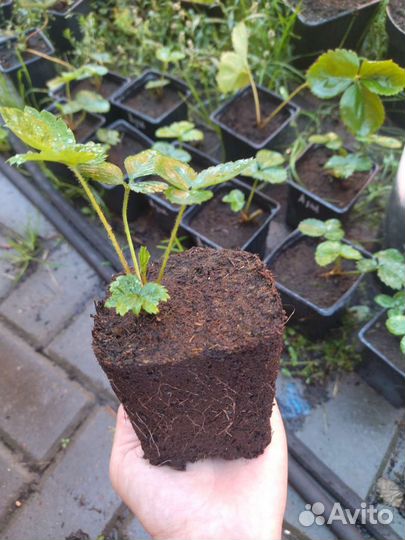 Рассада клубники Азия зкс