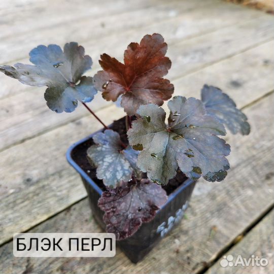 Саженцы Гейхеры