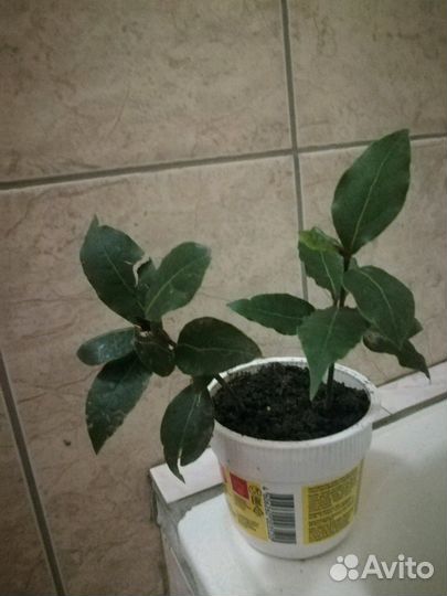 Комнатные растения